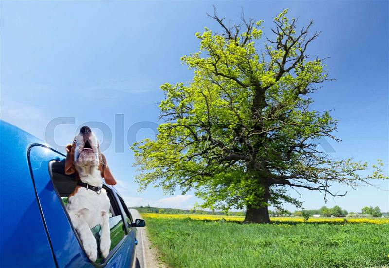Happy dog travels in the blue car, stock photo