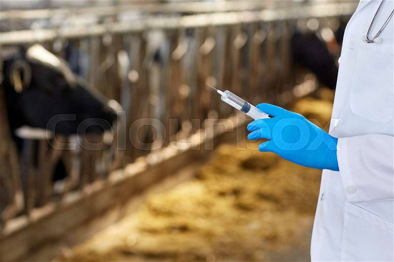 Agriculture industry, farming, medicine, animal vaccination and people concept - veterinarian or doctor hand with vaccine in syringe at cowshed on dairy farm, stock photo