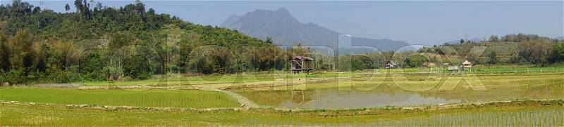 Rice field, Laos, South East Asia, stock photo