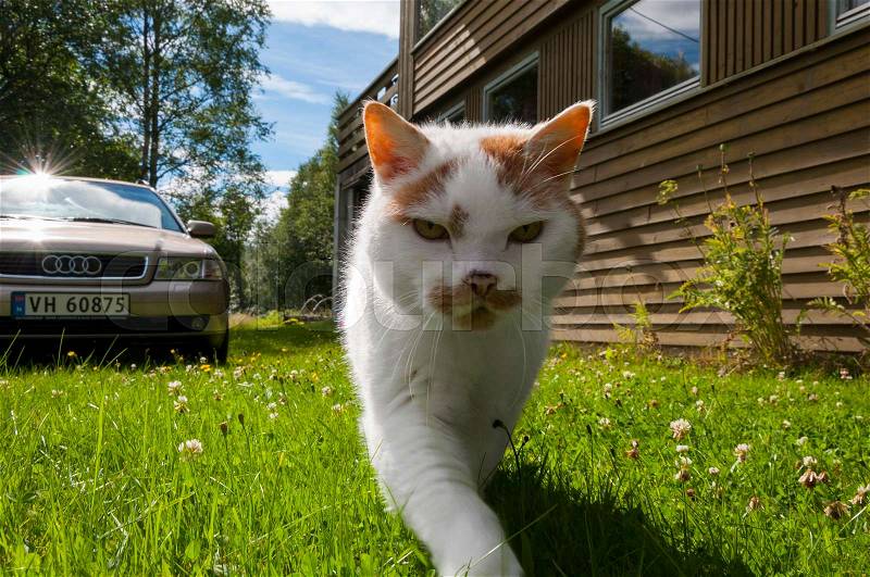 Cool white male cat in the garden, stock photo