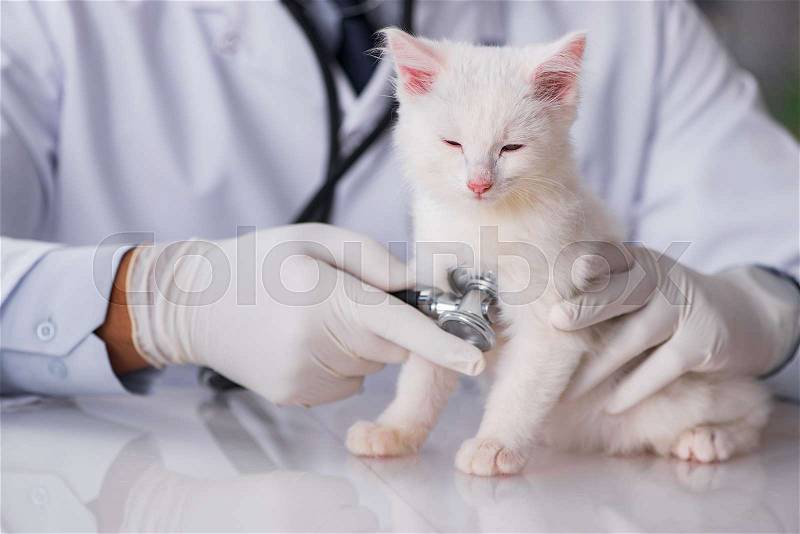 White kitten visiting vet for check up, stock photo