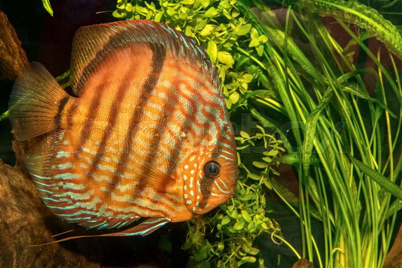 Portrait of discus fish (Symphysodon discus) in a aquarium, stock photo