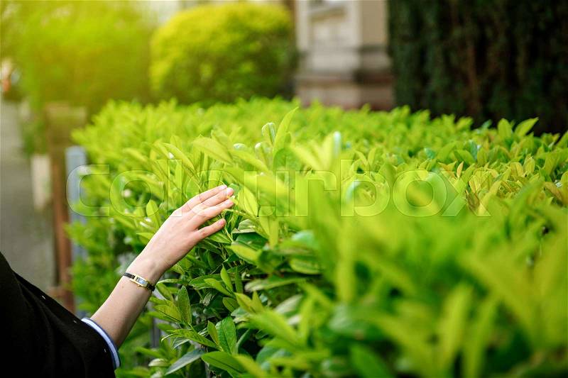 Zen woman walking on a street gently touching the green bushes leaves with sun flare and sun rays on summer day full of serenity, stock photo