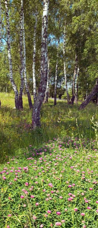 Birches in summer forest with flowers below Two shots composite picture, stock photo