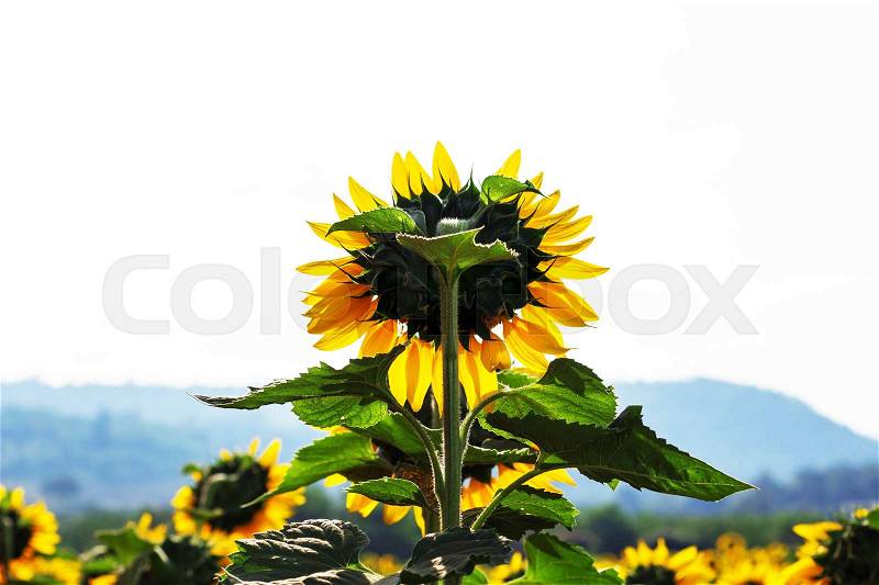 The back of sunflower with sky during a day, stock photo