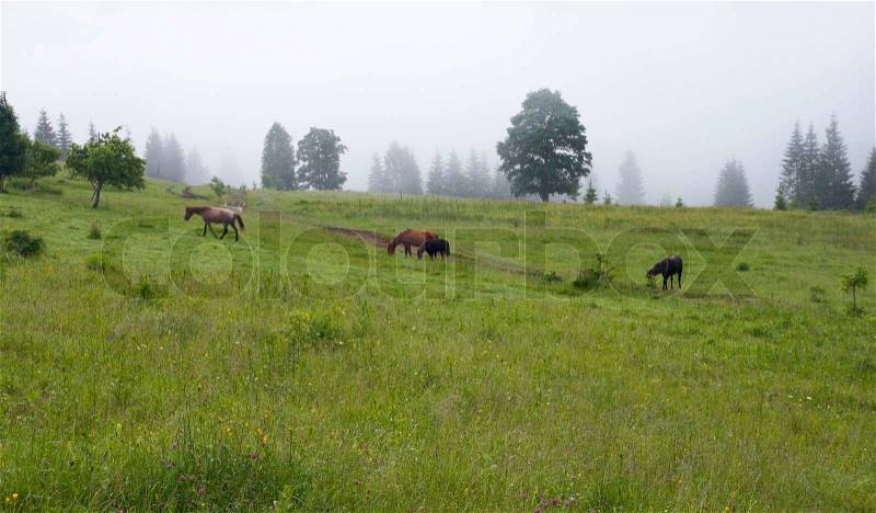 Summer mountain blossoming green meadow with horses (Carpathian Mt-s, Ukraine), stock photo