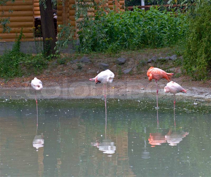 Flamingo group on small lake bank and their reflection, stock photo