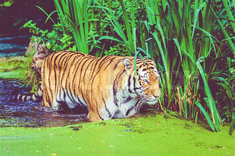 Tiger walking in water. Tiger in forest, stock photo