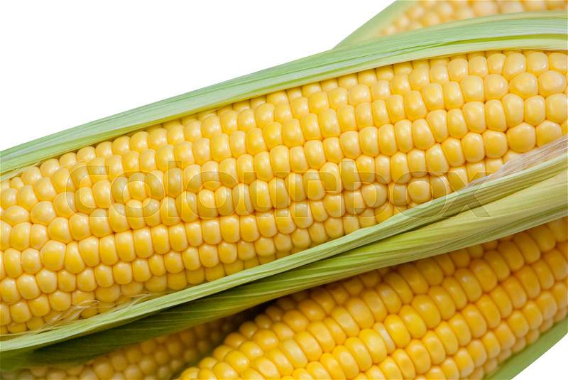 Young, juicy, ripe, raw corn on the cob close-up lying on green leaves on a white background. Collect corn crop. The concept of healthy eating. , stock photo