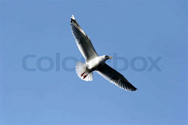 Seagull in denmark waiting the return of fishing boat, stock photo