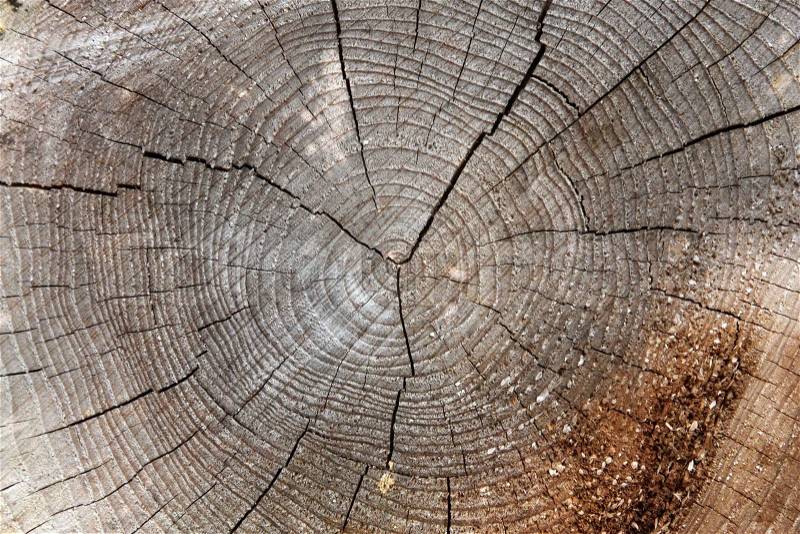 Wooden tree trunk circles details, stock photo