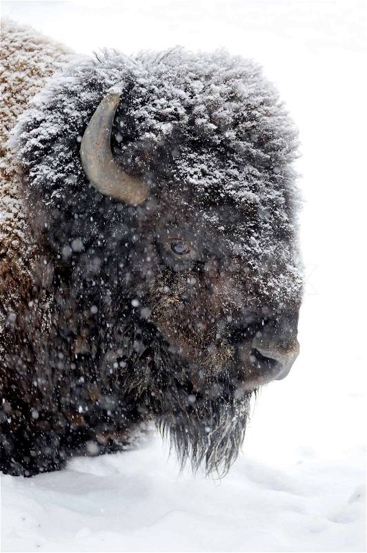 Bison winter day in the snow, stock photo