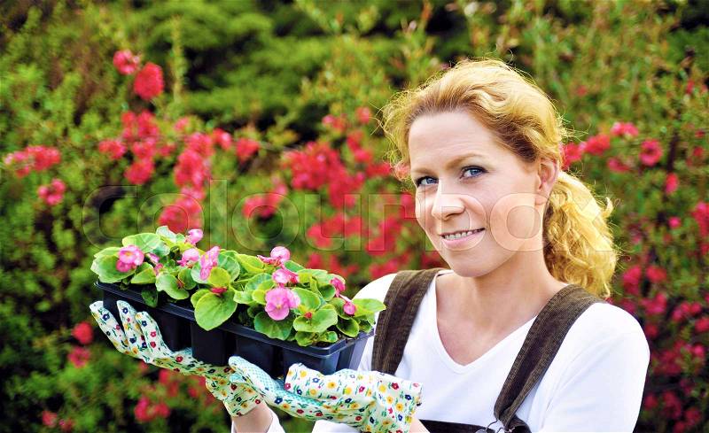 Young woman gardening, holding young flower plants, container-grown plant, woman planting begonia seedlings in garden, stock photo