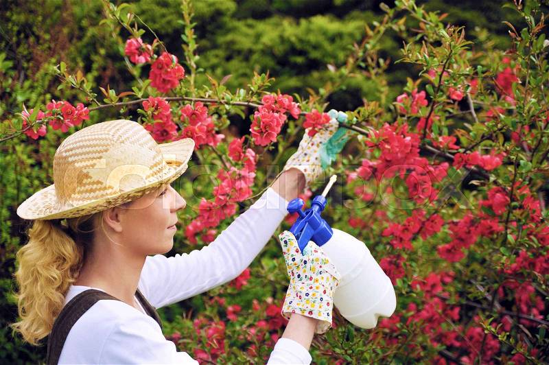 Young woman spraying tree in garden, the gardener takes care of the quince tree in orchard, holding spray bottle, happy young lady applying an insecticide or a fertilizer to her fruit trees, using a sprayer, stock photo