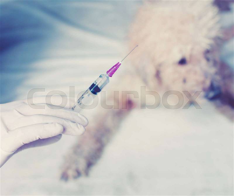 Vet with syringe doing vaccination dog,vintage color toned image, stock photo