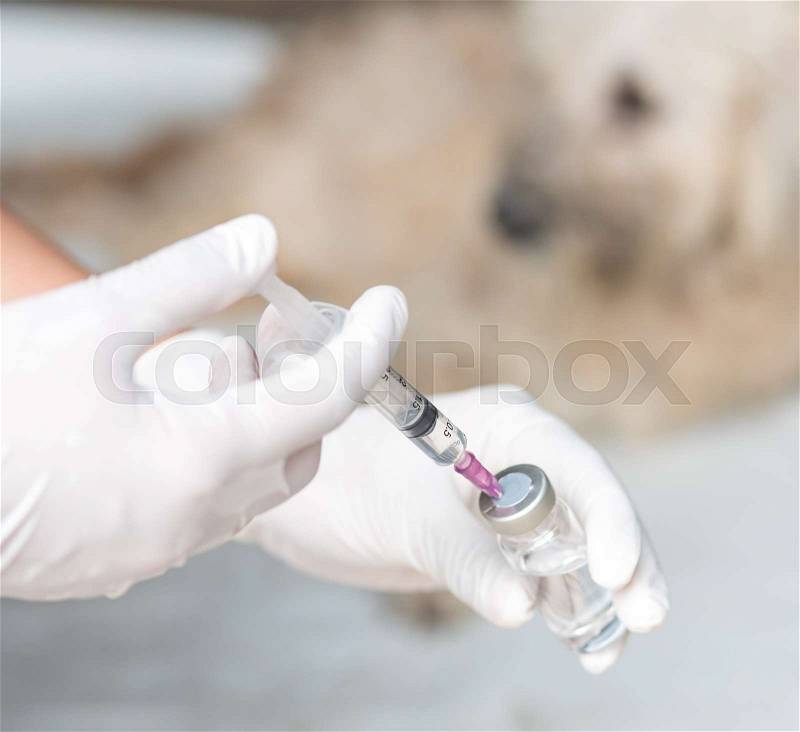 Vet with syringe doing vaccination dog, stock photo