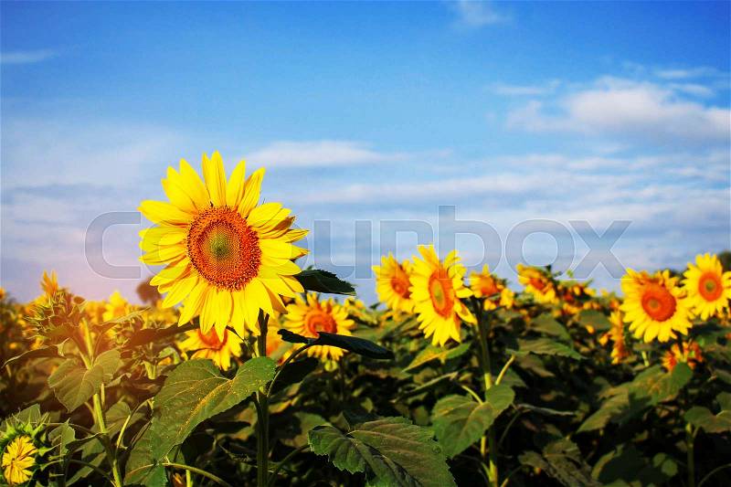 Garden of sunflowers with blue sky, stock photo