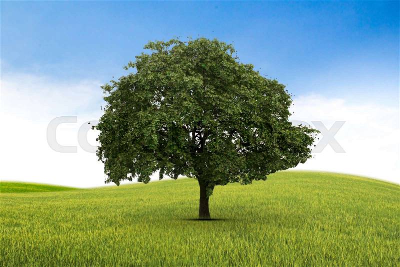 Concept of life. Big alone tree in the field. Tree of life, stock photo