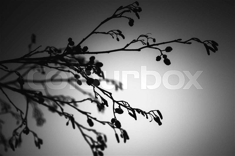 Alder tree branches, black and white close up photo, stock photo