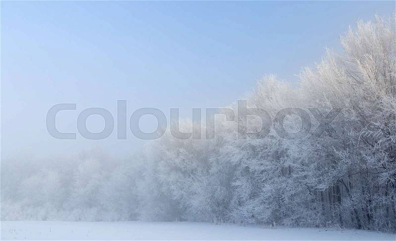 Cold winter day, beautiful hoarfrost and rime on trees, stock photo