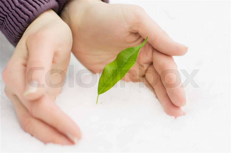 To get sprouting from under the snow by hand, frost, stock photo