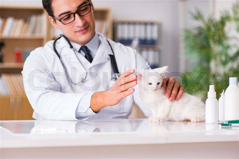 White kitten visiting vet for check up, stock photo