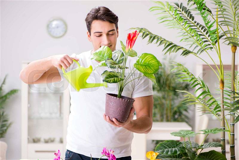 Man taking care of plants at home, stock photo