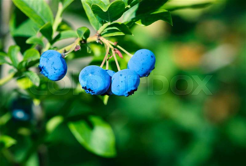Ripe blueberry cluster on a blueberry bush, stock photo