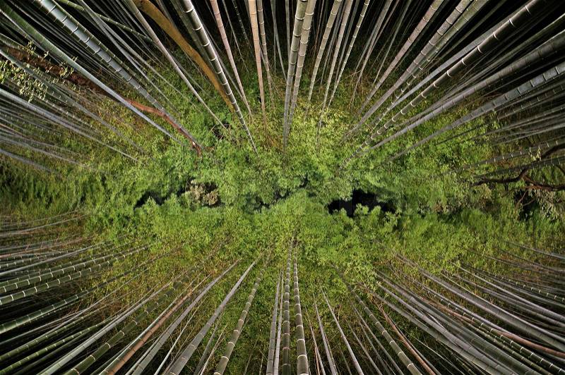 Night view of bamboo forest from below at Arashiyama. Image is slightly soft and distort due to effect from fish-eye lens, stock photo