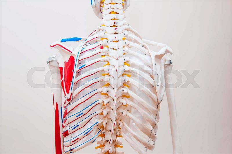 Close up behind view human skeleton thorax anatomical model. Medical clinic concept. Selective focus, stock photo