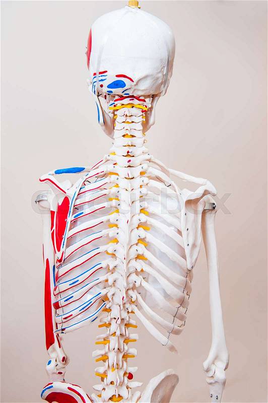 Close up behind view human skeleton thorax anatomical model. Medical clinic concept. Selective focus, stock photo