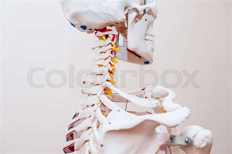 Close up side view human skeleton cervical spine anatomical model. Medical clinic concept. Selective focus, stock photo