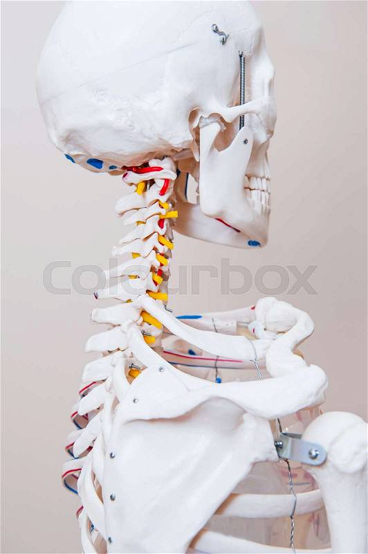 Close up human skeleton anatomical model. Medical clinic concept. Selective focus, stock photo