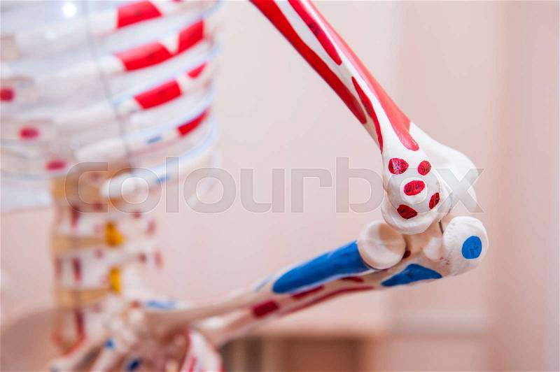 Close up human skeleton cubit anatomical model. Medical clinic concept. Selective focus, stock photo