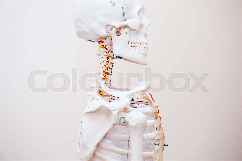 Close up side view human skeleton cervical spine anatomical model. Medical clinic concept. Selective focus, stock photo