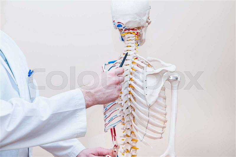 Closeup on medical doctor man pointing on cervical spine of human skeleton anatomical model. Selective focus, stock photo