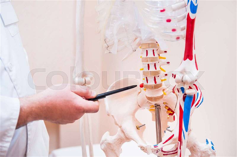 Closeup on medical doctor man pointing on hernia in the pelvis of human skeleton anatomical model. Selective focus, stock photo