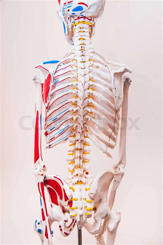 Close up behind view human skeleton anatomical model. Medical clinic concept. Selective focus, stock photo