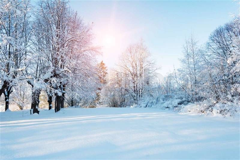 Sunset in the forest between the trees strains in winter period, stock photo