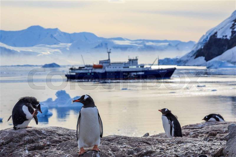 Gentoo penguins standing on the rocks and cruise ship in the background at Neco bay, Antarctica, stock photo