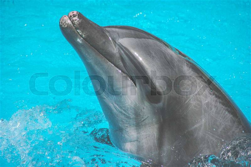 Dolphins swim in the pool, stock photo