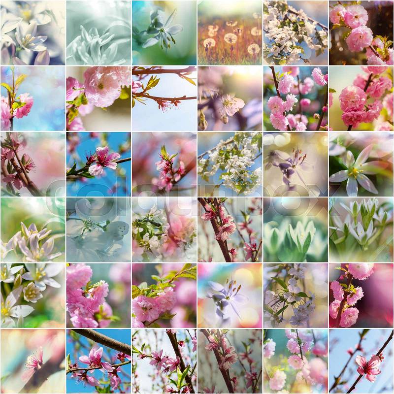 Spring garden collage,blossoming tree and flowers set, stock photo
