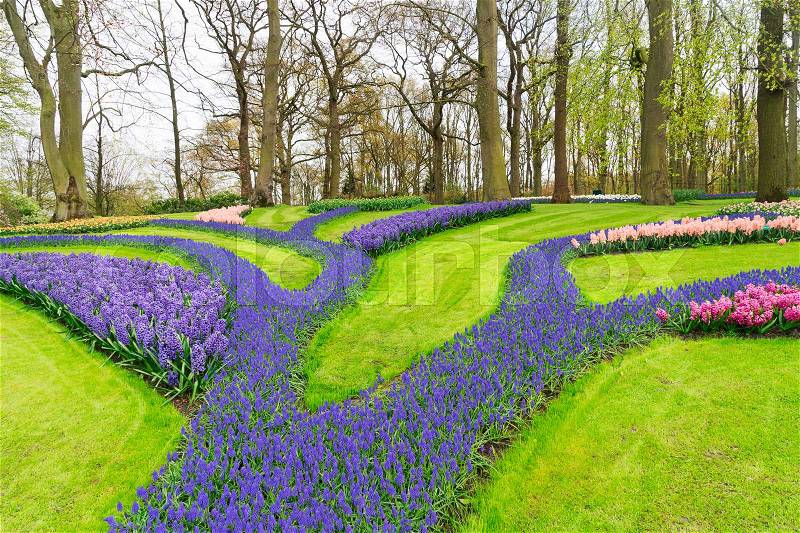 Colorful spring blue flowers in holland garden Keukenhof, Netherlands, stock photo