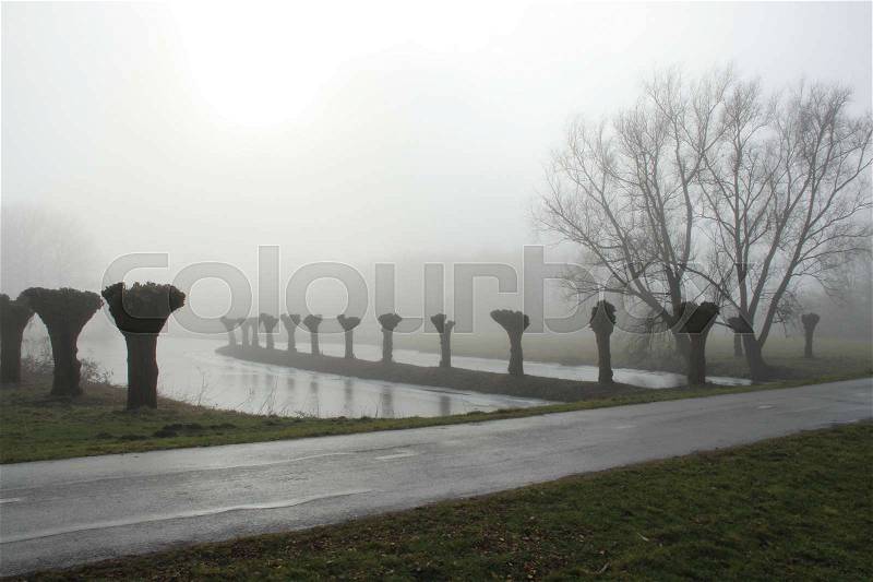 The lake, a cycle path and pollard willows and bare trees during the misty day in the park at teh country side in the soft winter, stock photo