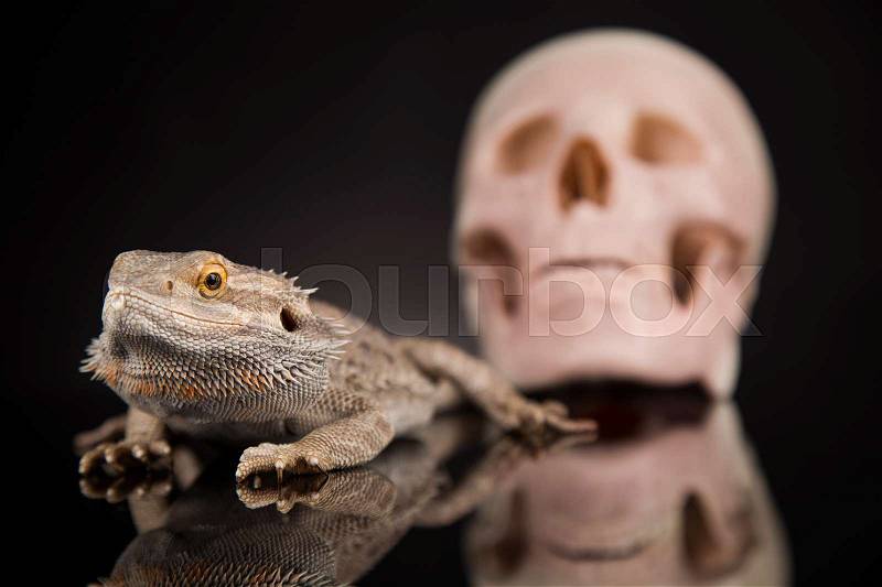 Human skull,Agama bearded, lizard background, stock photo