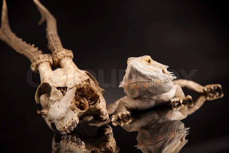 Animal Skull, Antlers, lizard on black mirror background, stock photo
