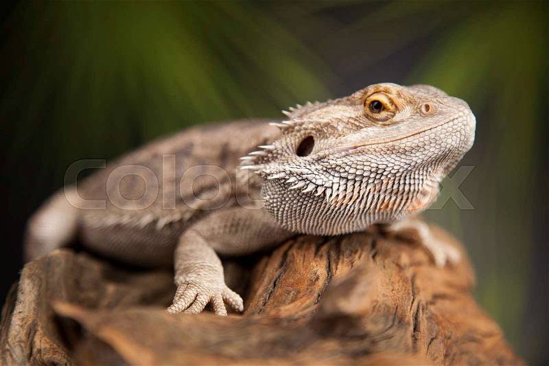 Animal Lizard, Bearded Dragon on mirror background, stock photo