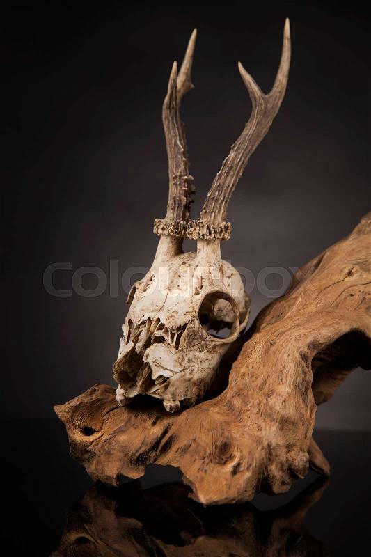 Weathered deer skull, black mirror background, stock photo
