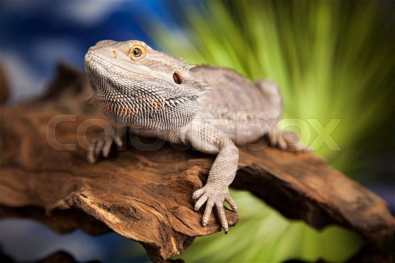 Animal Lizard, Bearded Dragon on mirror background, stock photo