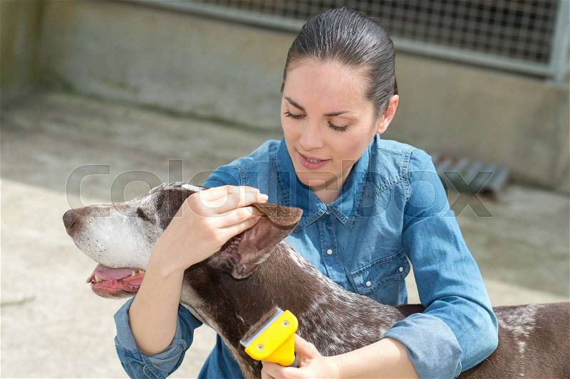 Lady grooming pointer dog, stock photo